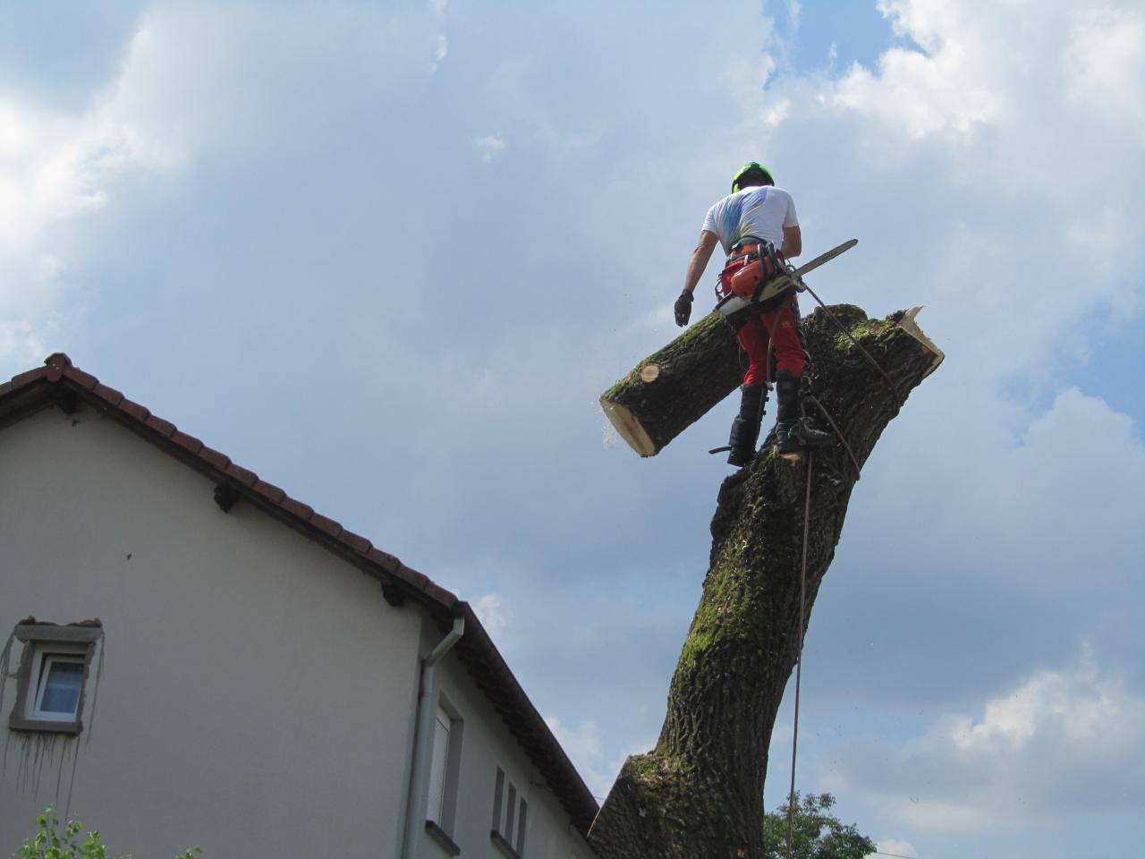 Démontage d'un arbre dangereux