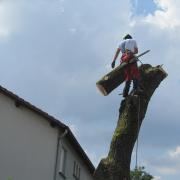 Démontage d'un arbre dangereux